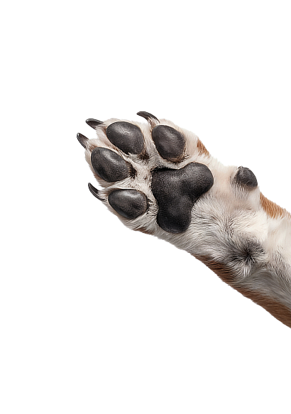 Dog paw